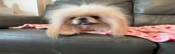 Pekingese dogs for sale: Pekingese puppy - Advert 3
