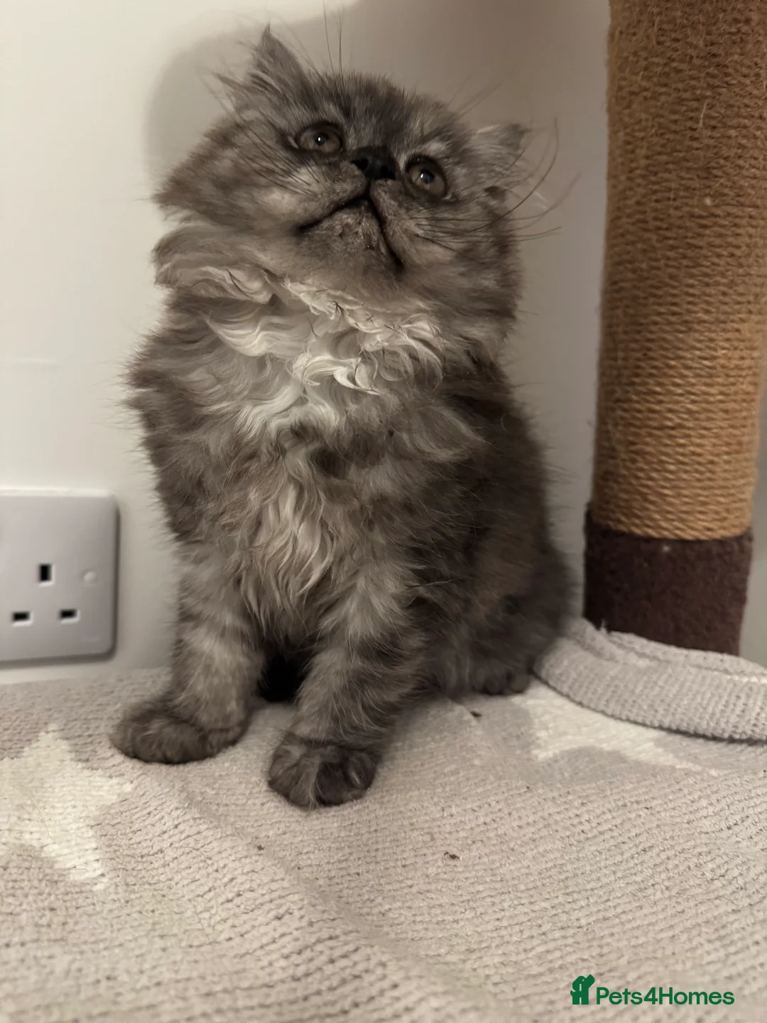 Persian cats for sale: Doll face persian - Advert 4