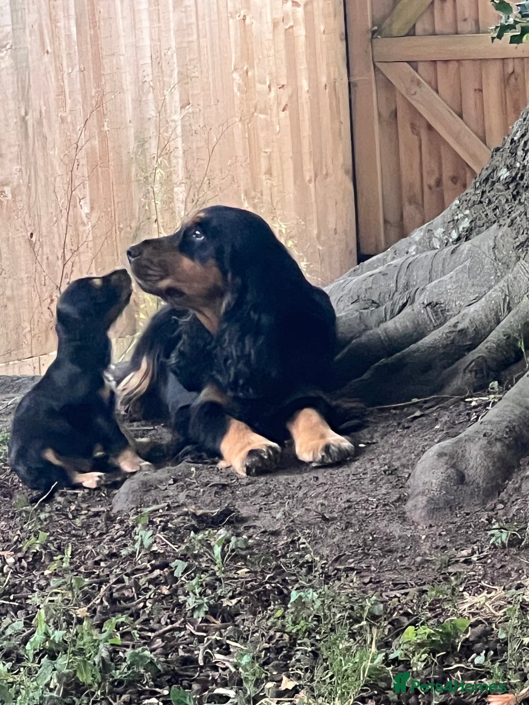 Cocker Spaniel dogs for sale: Gorgeous KC show cocker babies from Jourdelay’s - Advert 2