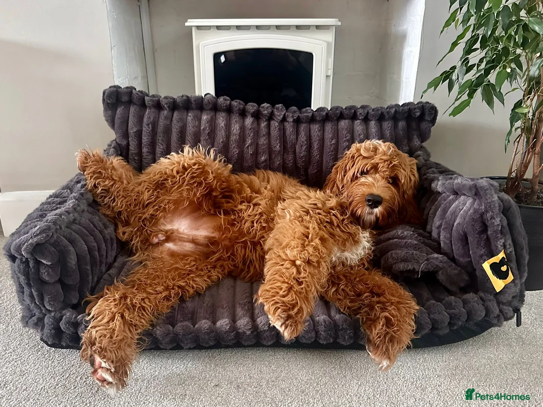 Goldendoodle dogs for sale: WAITING LIST- Australian Labradoodle RED&White TUX - Advert 25