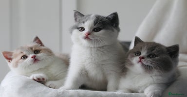 British Shorthair cats - Advert 11