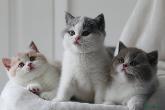 British Shorthair cats - Advert 3