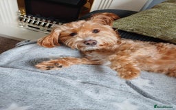 Jackapoo dogs for sale: Almost 3 year old Jackapoo family dog - Image 1