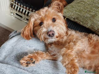 Jackapoo dogs 3 year old Jackapoo family dog - Advert 17