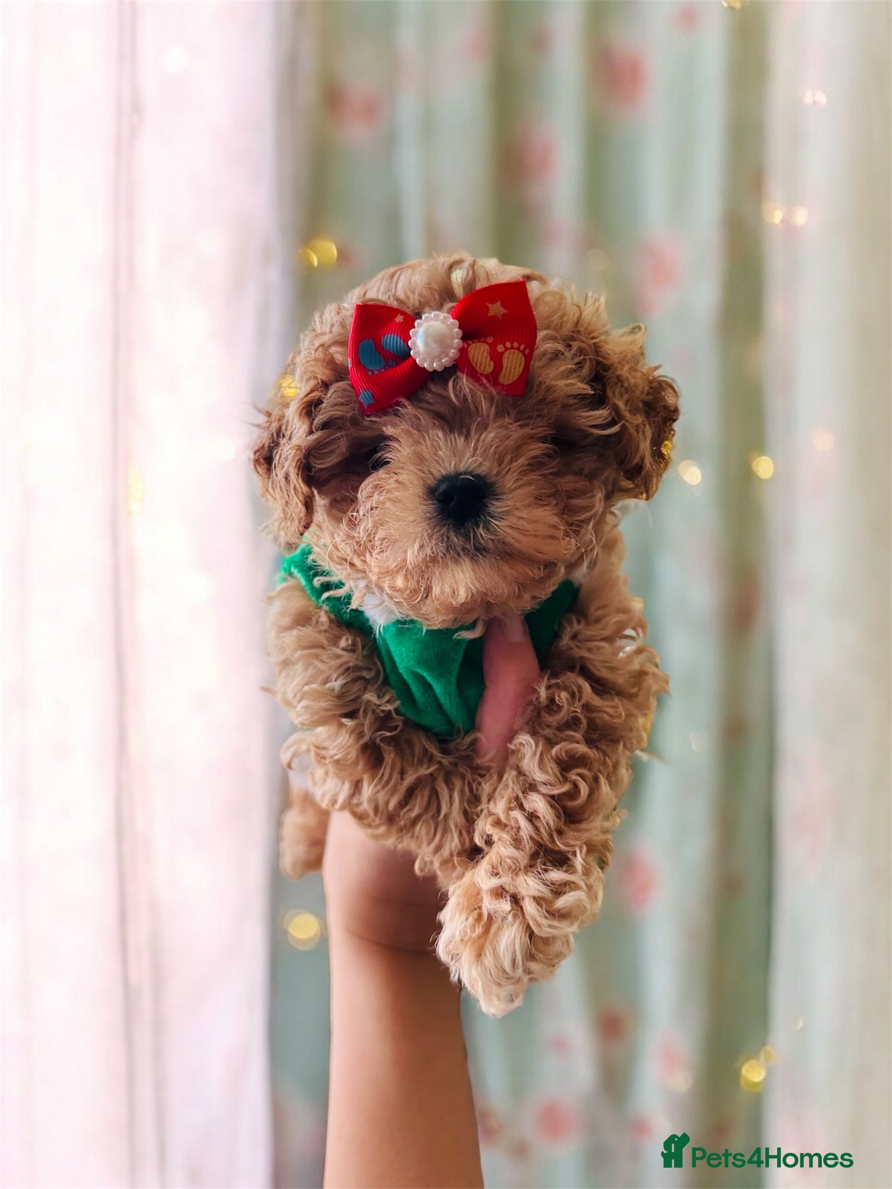 Maltipoo dogs ✨Outstanding Quality Tiny Asian F1 Maltipoo Girl✨ - Advert 1