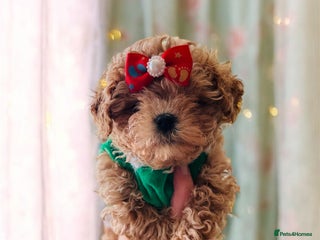 Maltipoo dogs ✨Outstanding Quality Tiny Asian F1 Maltipoo Girl✨ - Advert 1