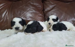 Cockapoo dogs for sale: F1 Cockapoos, Parti Roan. DNA HEALTH TESTED - Image 12
