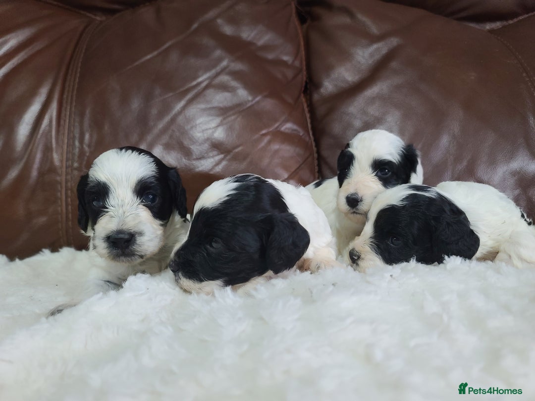 Cockapoo dogs for sale: F1 Cockapoos, Parti Roan. DNA HEALTH TESTED - Image 12