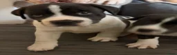 Staffordshire Bull Terrier dogs for sale: STUNNING CHUNKY STAFFY PUPPIES  - Advert 32