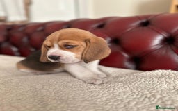 Beagle dogs for sale: Beagle Puppies - Image 28
