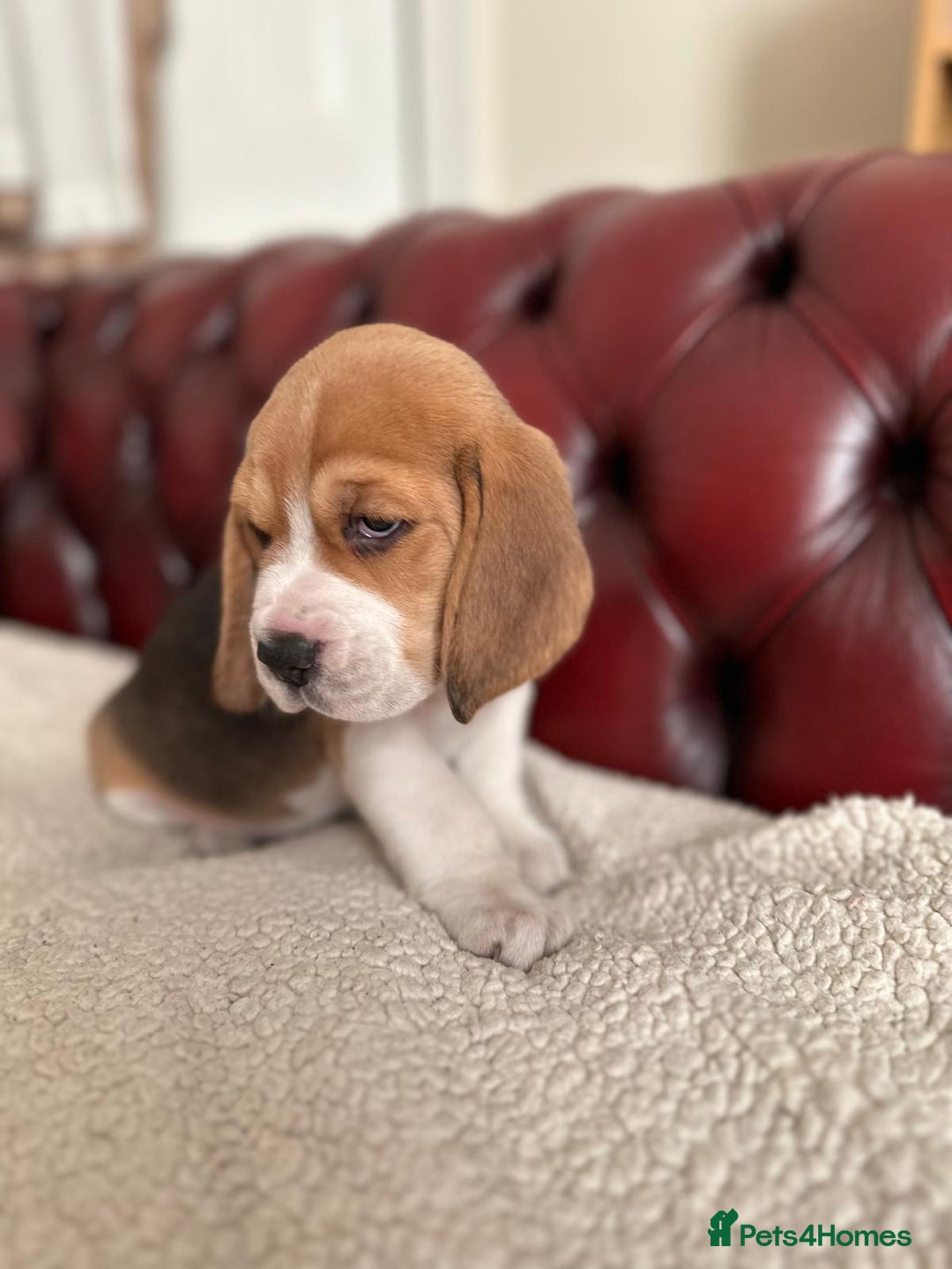 Beagle dogs for sale: Beagle Puppies - Image 28