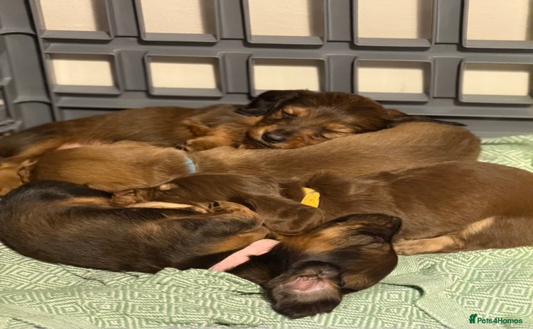 Miniature Dachshund dogs  Long haired miniature dachshund litter  - Advert 16