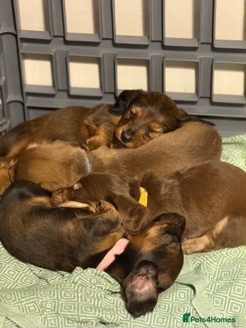 Miniature Dachshund dogs Long haired miniature dachshund litter - Advert 16