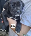 Cane Corso Puppy 6