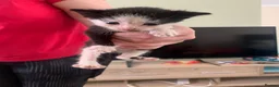Mixed Breed cats for sale: Gorgeous little tuxedo kittens - Advert 4