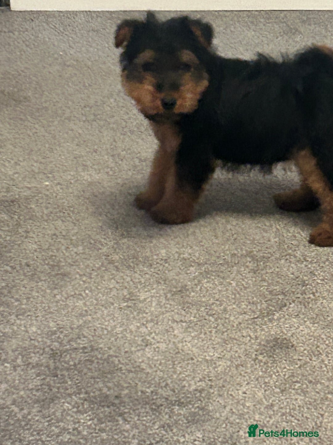 Welsh Terrier dogs for sale: Gorgeous Welshie Puppies - Advert 4