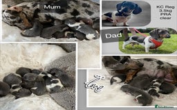 Miniature Dachshund dogs for sale: Mini Miniture dachound  - Image 3