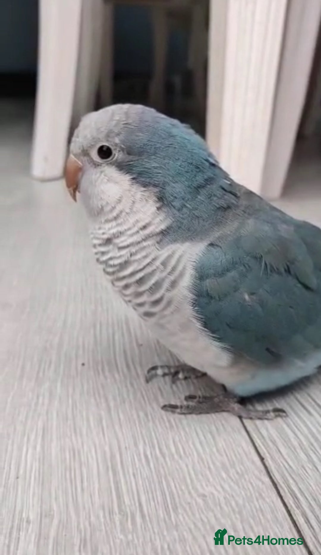 Parrots birds for sale: Semi-Tamed Quaker Parrot For Sale - Image 1