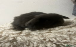 Mini Lop rabbits for sale: READY NOW BOYS - Image 4
