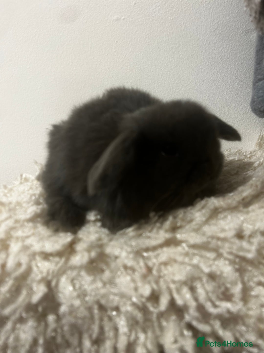 Mini Lop rabbits for sale: READY NOW BOYS - Image 4