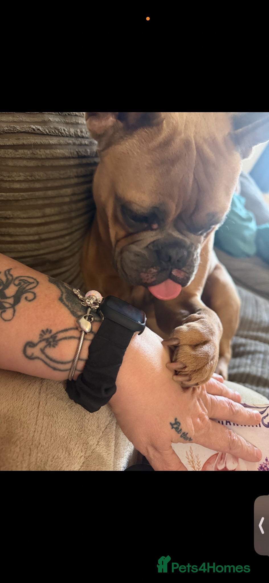Mixed Breed dogs Mixed Breed French Bulldog needing Rehoming  - Advert 4