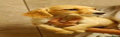Cocker Spaniel 1