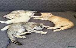British Shorthair cats for sale: 5 Stunning British Shorthair - Image 21
