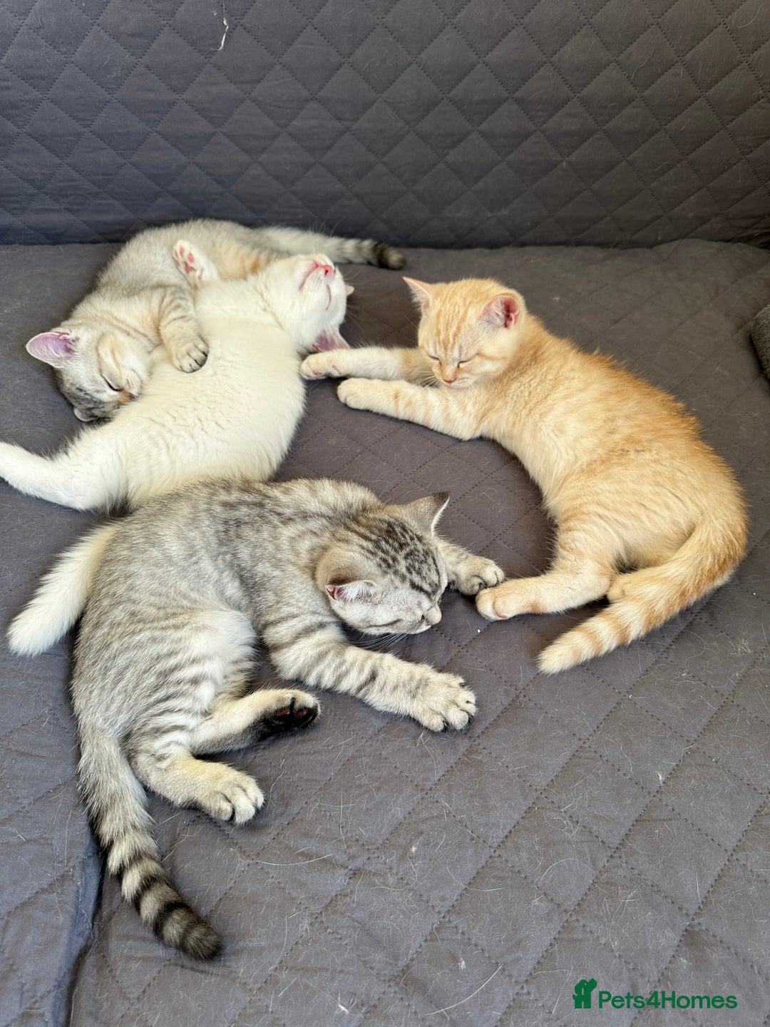 British Shorthair cats for sale: 5 Stunning British Shorthair - Image 21