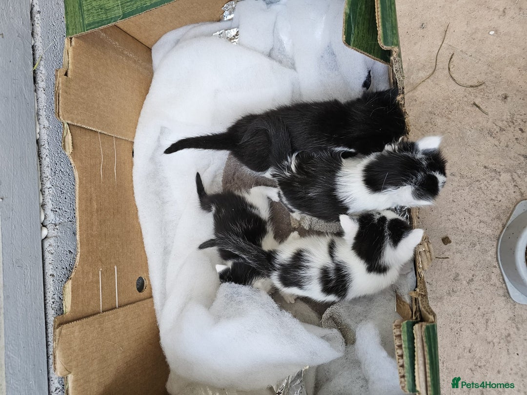 Domestic Shorthair cats for sale: mother cat and 4 kittens all together - Image 9