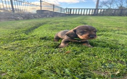 Dachshund dogs for sale: WHD - Wirehaired Dachshund (Teckle) Pups - Image 32
