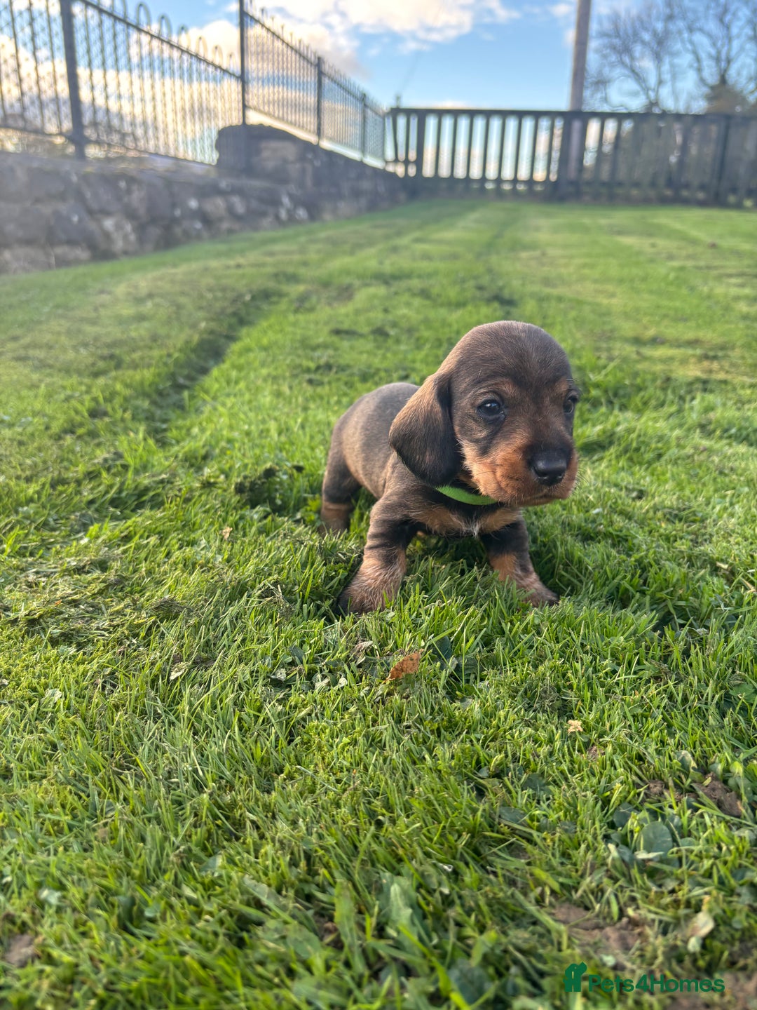 Dachshund dogs for sale: WHD - Wirehaired Dachshund (Teckle) Pups - Image 32