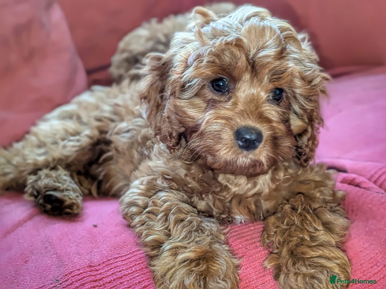 Cavapoo dogs Gorgeous, rare 'Splash' Cavapoo puppies - Advert 2