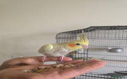 Cockatiels birds for sale: Young cockatiel for sale in Isleworth - Image 4