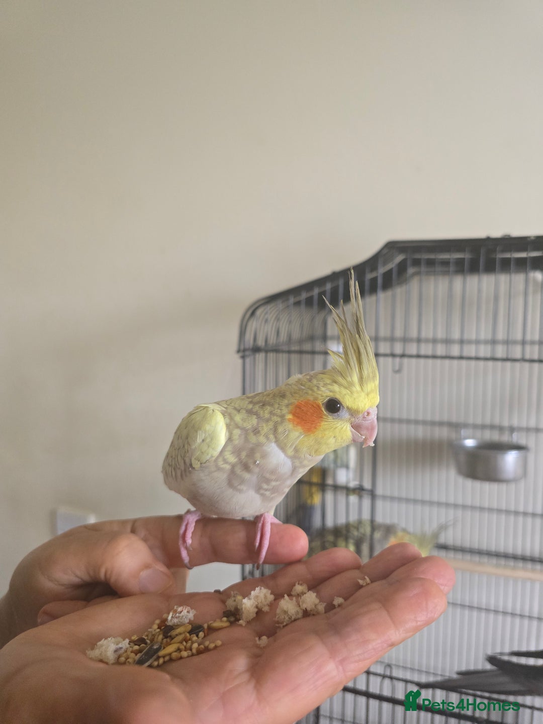 Cockatiels birds for sale: Young cockatiel for sale in Isleworth - Image 4