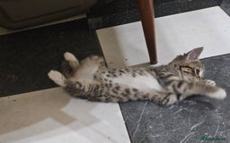 Mixed Breed cats for sale: Cute Pair of  Female Kittens - Image 6