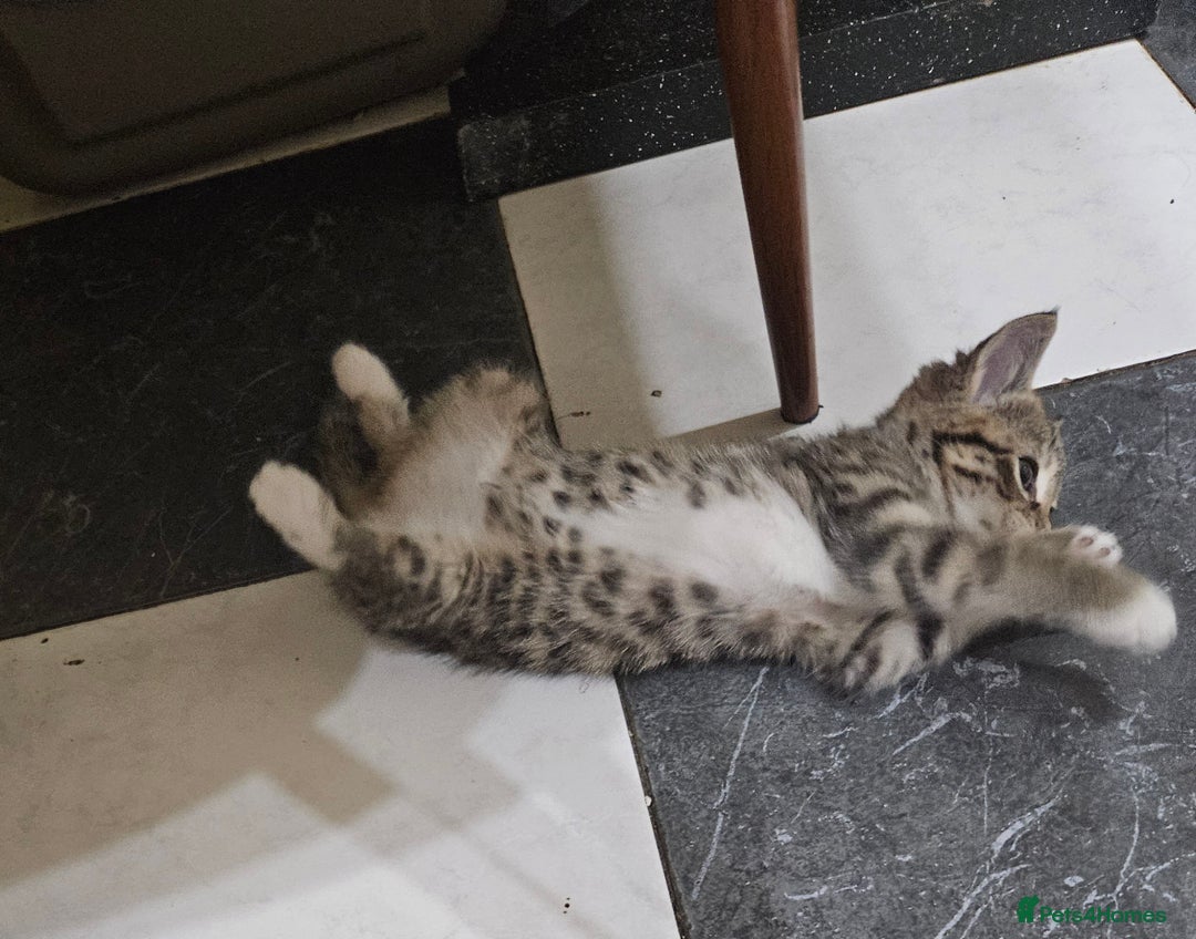 Mixed Breed cats for sale: Cute Pair of  Female Kittens - Image 6