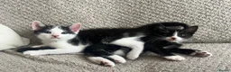 Mixed Breed cats for sale: Adorable kittens for sale - Advert 5