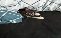 Domestic Shorthair cats for sale: 4 black and white kittens  - Image 6