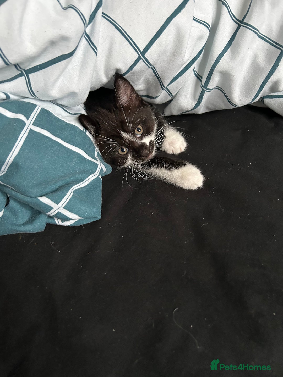 Domestic Shorthair cats for sale: 4 black and white kittens  - Image 6