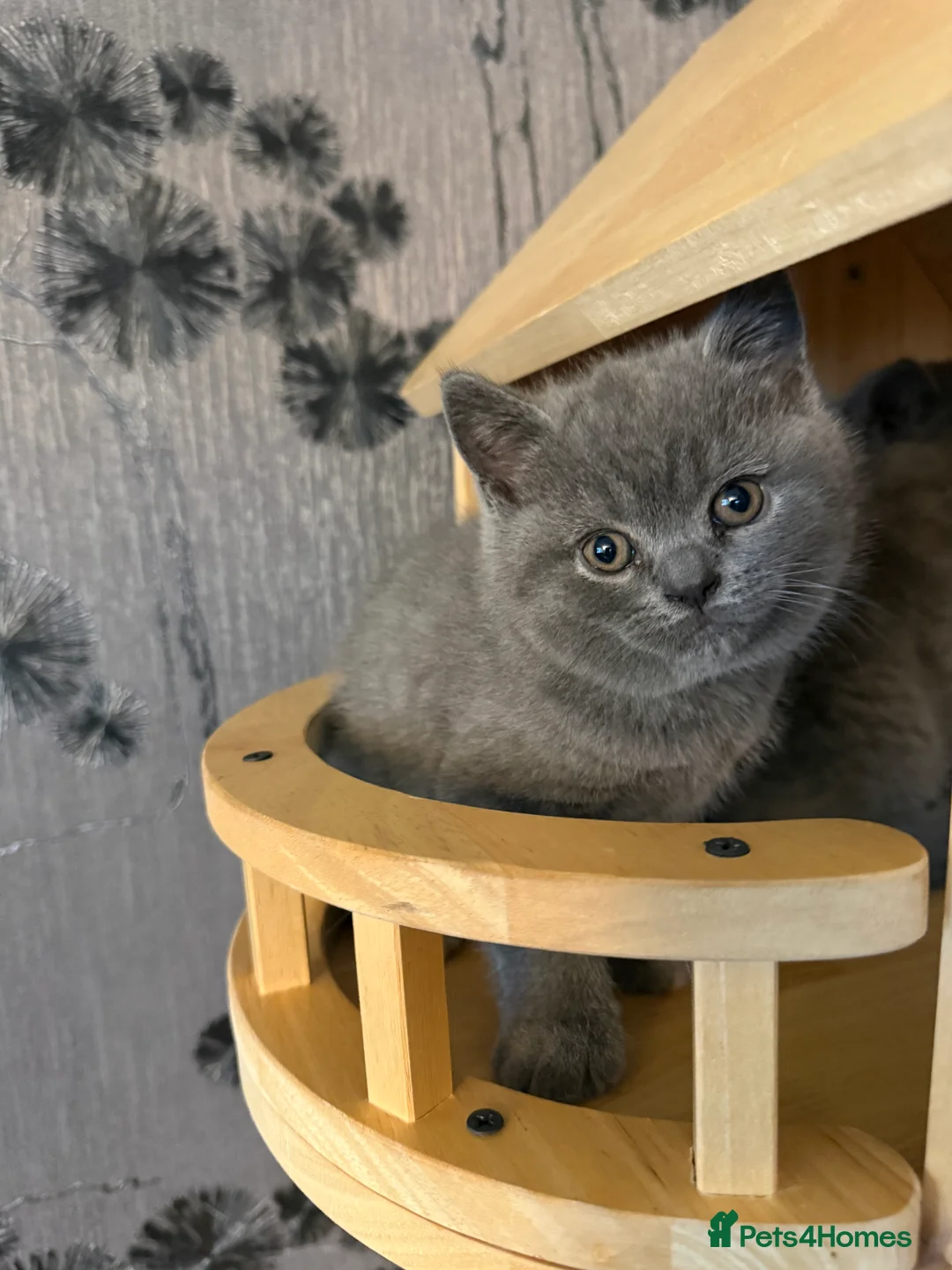 British Shorthair cats for sale: BSH kittens  - Advert 3