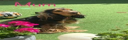 Cocker Spaniel dogs for sale: Stunning show cocker spaniel puppy’s  - Advert 5