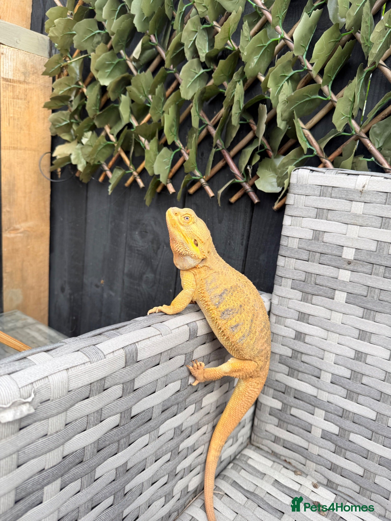 Bearded Dragon reptiles Bearded dragon and full set up  - Advert 2