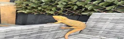 Bearded Dragon reptiles for sale: Bearded dragon and full set up  - Advert 1