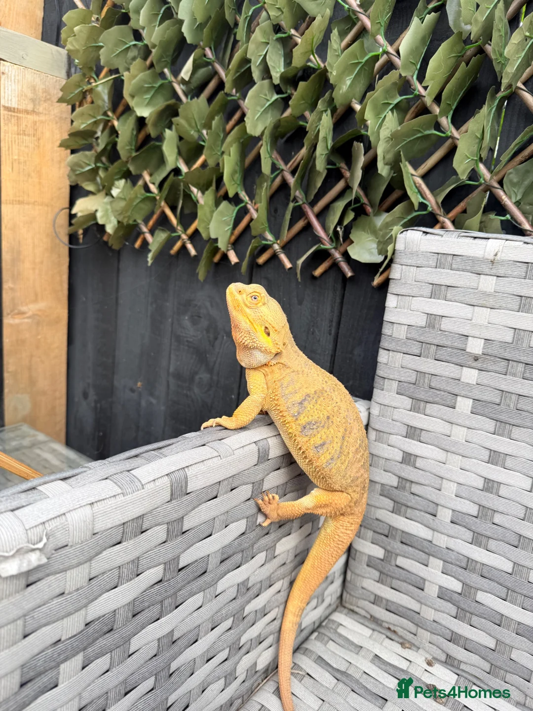 Bearded Dragon reptiles for sale: Bearded dragon and full set up  - Advert 1