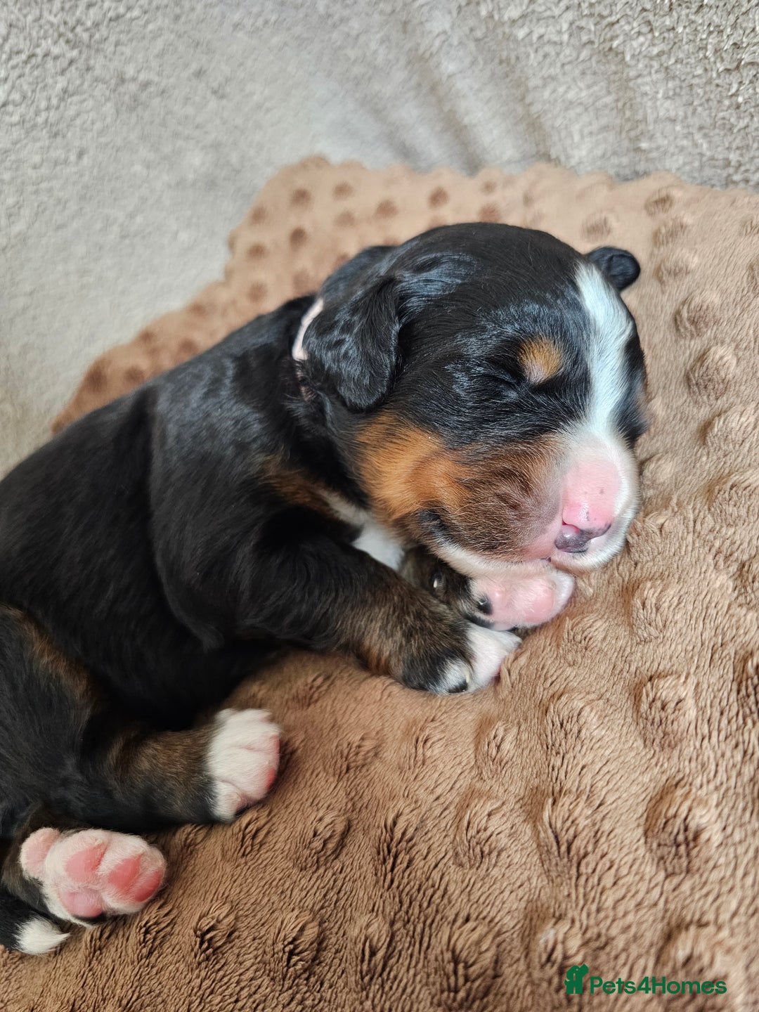 Bernese Mountain Dog dogs for sale: Gorgeous Bernese Mountain Dog Puppies Ready Soon - Image 11