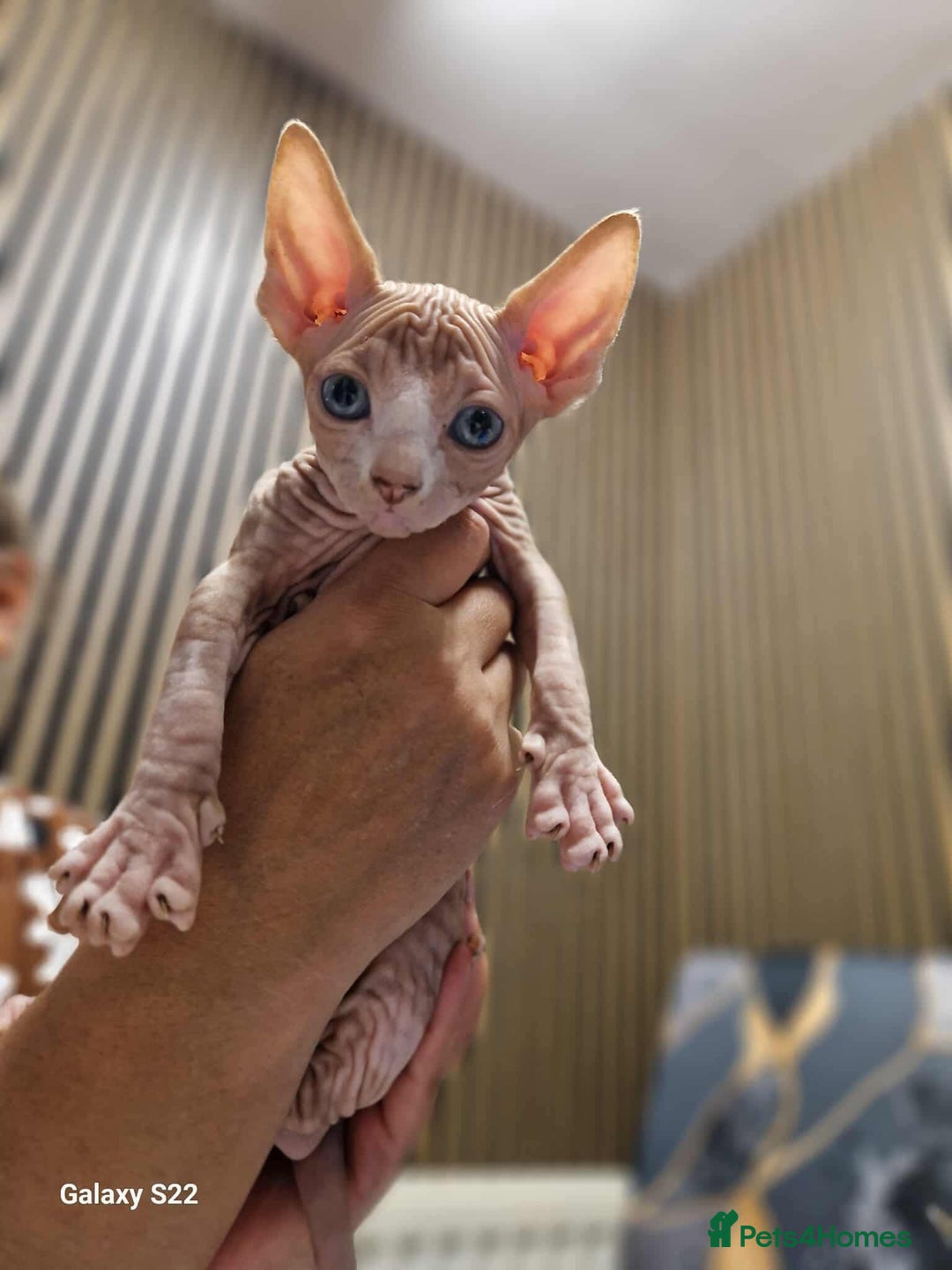 Sphynx cats for sale: Two beautiful little lions  - Advert 13