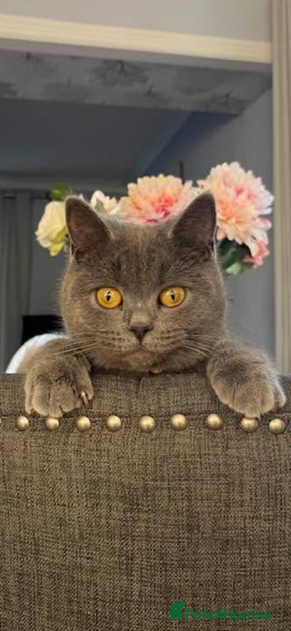 British Shorthair cats for sale: Black and white British shorthairs - Advert 9