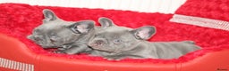 French Bulldog dogs for sale: Solid lilac French bulldog’s  - Advert 9