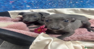 Whippet dogs - Advert 3