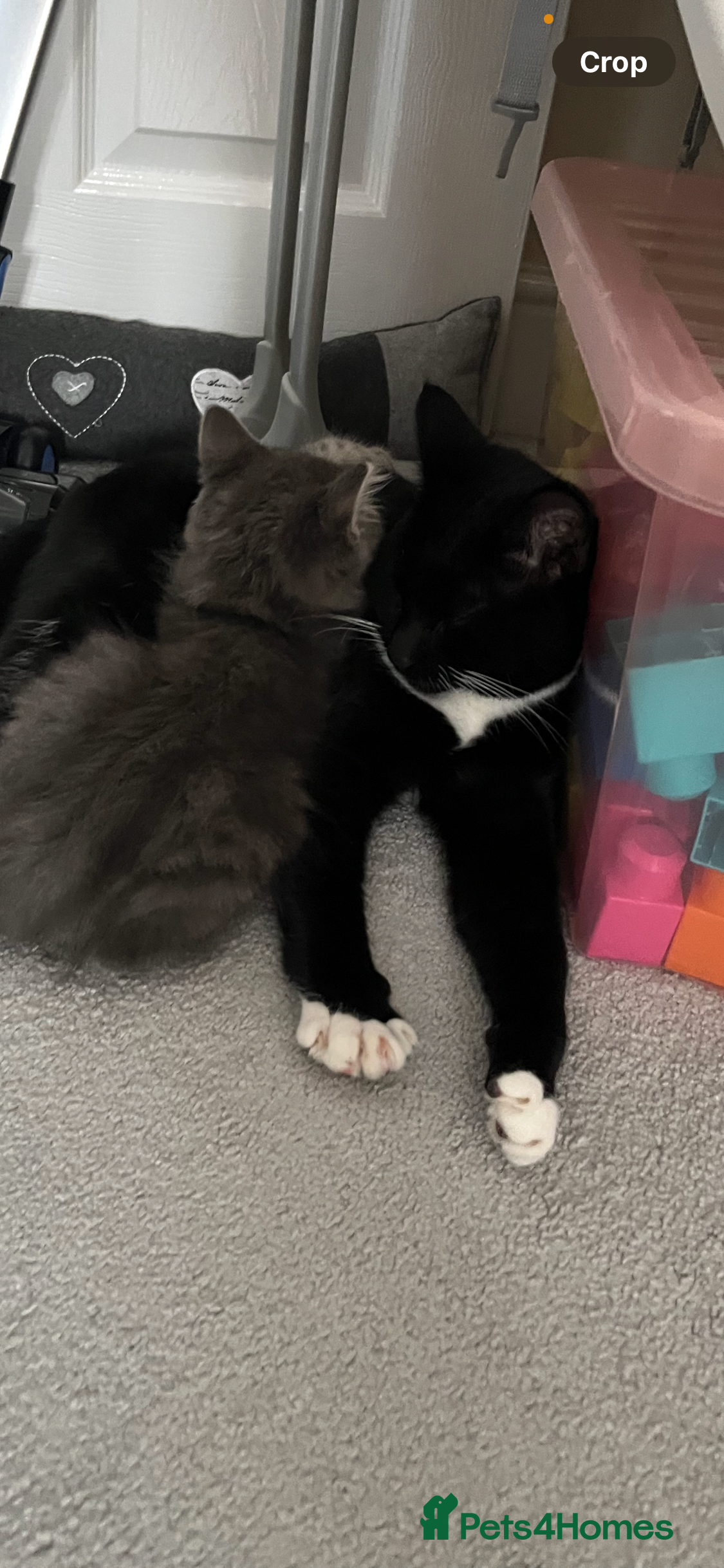 Domestic Shorthair cats Brother cats. One rock and white and one ginger.  - Advert 5